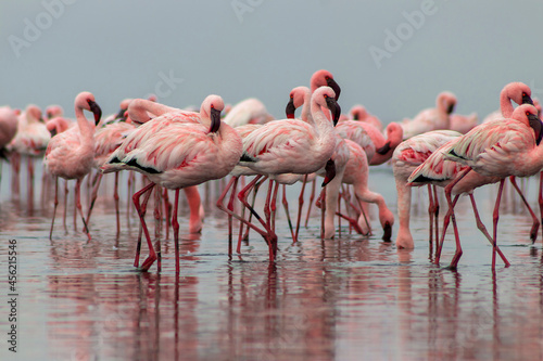 Wild african life. Flock of pink african flamingos walking around the blue lagoon on the background of bright sky