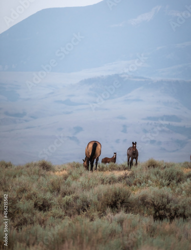ranch horse herd in the Pryor Mountains of Montana. Landscape of sage and grass with wildfire smoke in the air.