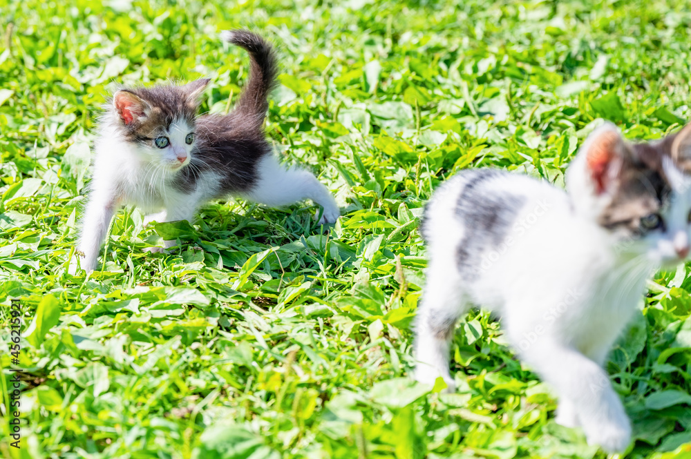 two little kittens are playing