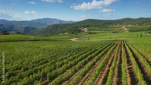 Wallpaper Mural aerial view of the beautiful green vineyards in the Chianti Classico area, near Pontassieve (Florence), Italy. Torontodigital.ca