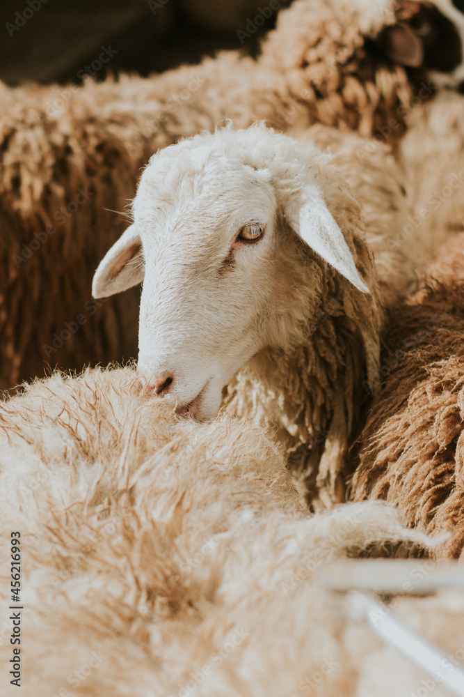 Naklejka premium Close up of a sheep cleaning its relative.