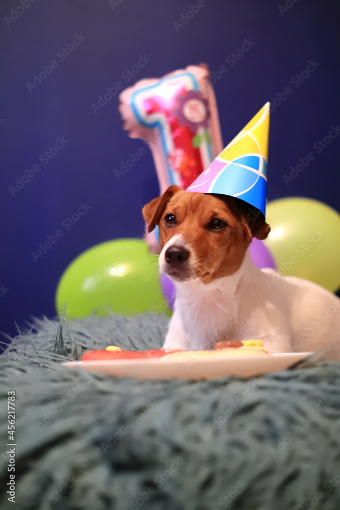 Dog birthday. Jack Russell Terrier. - obrazy, fototapety, plakaty 