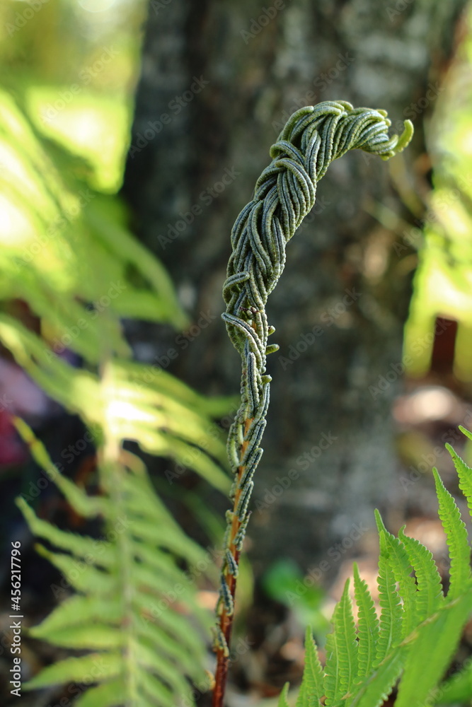 Zakręcony liść paproci. Curled fern leaf. - obrazy, fototapety, plakaty 