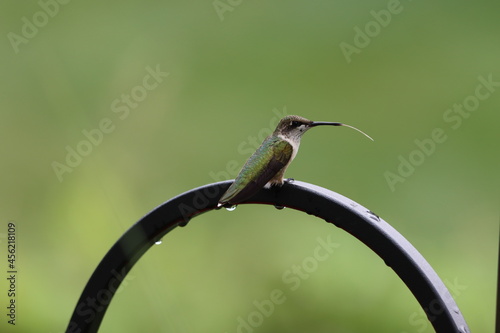 A hummingbird sitting on a black metal arch sticking out its tongue photo