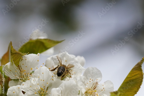 Biene im Apfelbaum