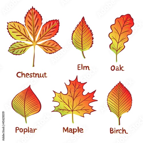 Autumn leaves: leaves chestnut, elm, oak, poplar, maple, birch - vecror illustration.