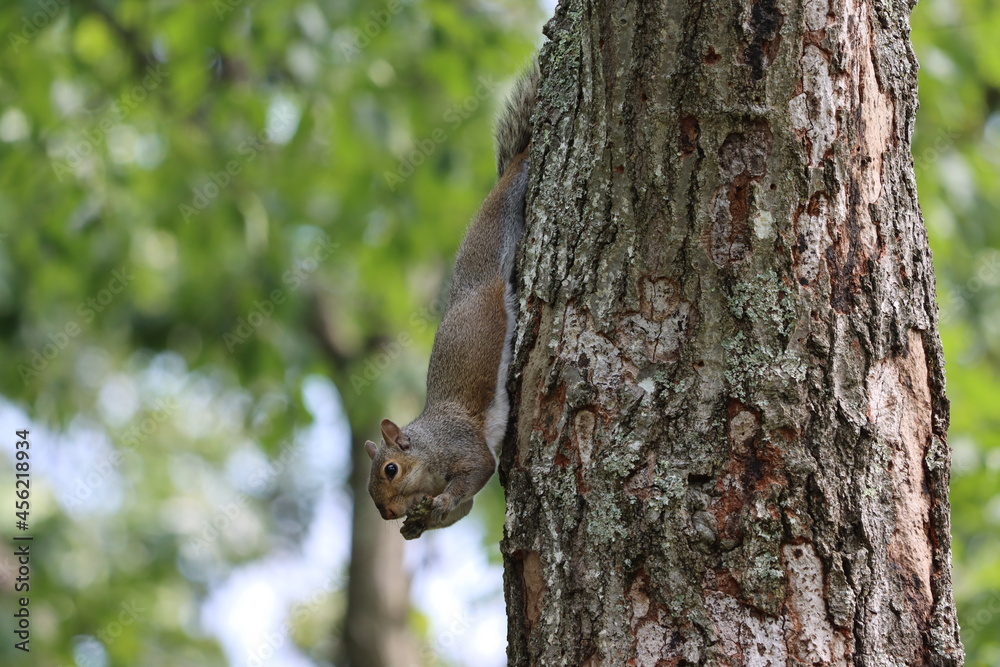 A tree squirrel eating a piece of bark on a summer morning in New York A tree squirrel eating a piece of bark on a summer morning in New York