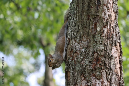 A tree squirrel eating a piece of bark on a summer morning in New York © Lisa Basile Ellwood