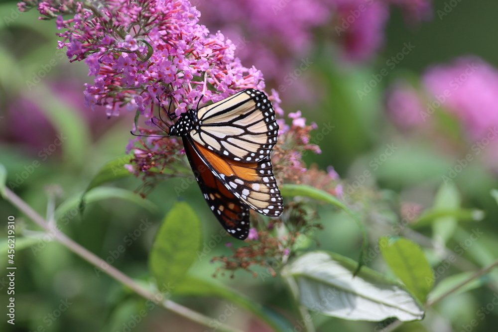 Monarch butterfly hanging from a butterfly bush Monarch butterfly hanging from a butterfly bush