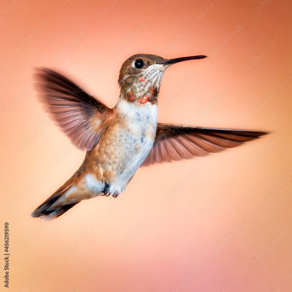Naklejka premium Rufous Hummingbird (Selasphorus rufus)