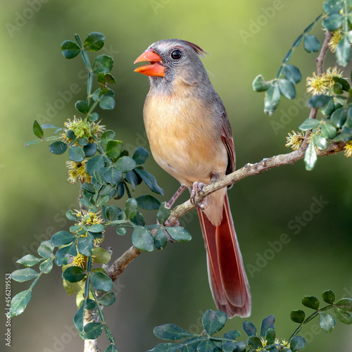 Female northern cardinal (Cardinalis cardinalis)  sitting in a tree.