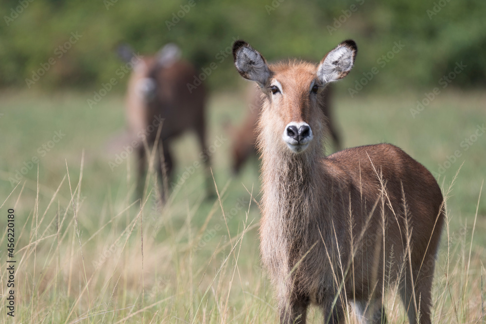 Water buck antelope in its natural african habitat Water buck antelope in its natural african habitat