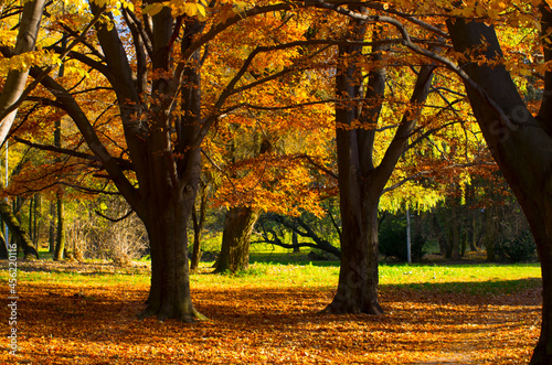 Autumn mood in good weather in the park. Yellow leaves, trees. Walk in September