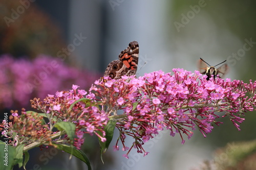 An American lady butterfly and a hummingbird clearwing moth on a butterfly bush photo