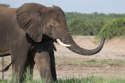 African elephant using its trunk to manipulate a single piece of grass 