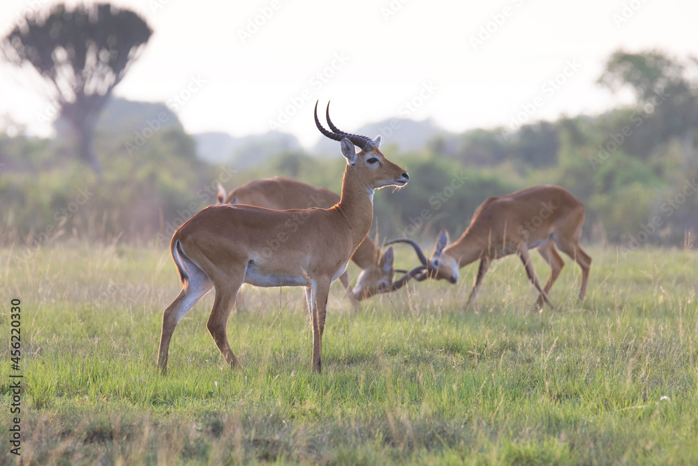 Ugandan kob antelope in its natural habitat landscape Ugandan kob antelope in its natural habitat landscape