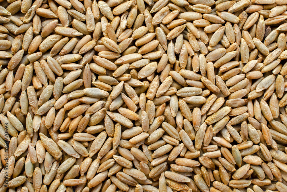 Background from dry grains of winter rye, top view. Rye grain texture. Winter rye seeds, top view, close-up. Rye seeds close-up, top view, texture. Background from grains of wheat. Background from dry grains of winter rye, top view. Rye grain texture. Winter rye seeds, top view, close-up. Rye seeds close-up, top view, texture. Background from grains of wheat.