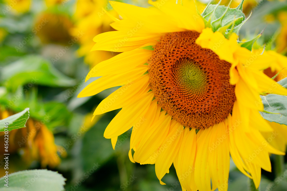 Fototapeta premium Blooming yellow sunflower in the field. Beautiful field of blooming sunflowers, close-up.