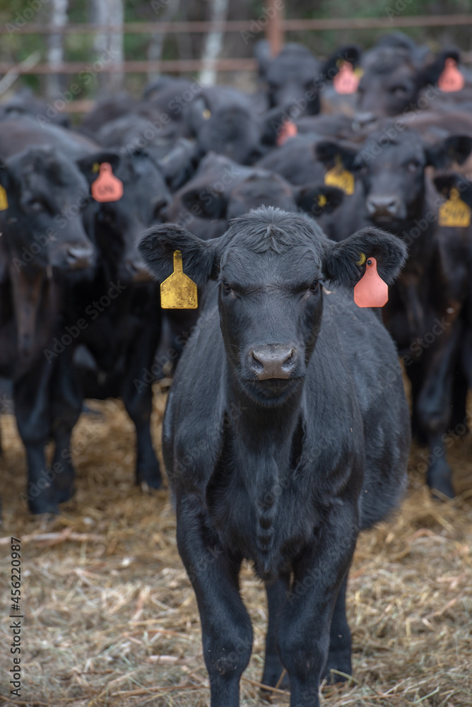 Black Angus cows in a herd staring at camera. One main cow in focus leading the herd. Black Angus cows in a herd staring at camera. One main cow in focus leading the herd.