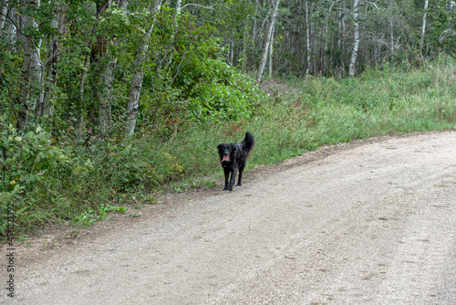 A black dog in the country runs free.
