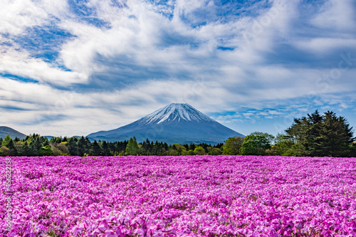 Fototapeta Naklejka Na Ścianę i Meble -  Mt. Fuji and Sibazakura 