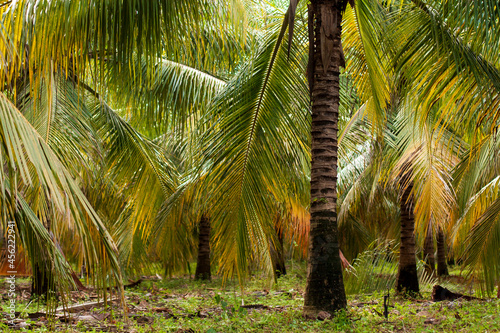 plantação de pés de coqueiro photo