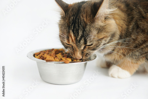 Fototapeta Naklejka Na Ścianę i Meble -  the cat eats food from a bowl. On a white background. Close up