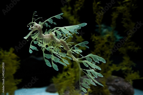 Green seahorse on the seabed. With aquatic trees.