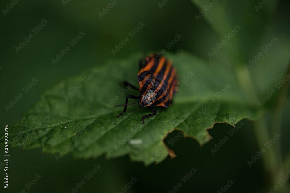 Adult striped shield bug (Graphosoma lineatum) staying on a green leaf in summer, red with wide black longitudinal stripes Adult striped shield bug (Graphosoma lineatum) staying on a green leaf in summer, red with wide black longitudinal stripes
