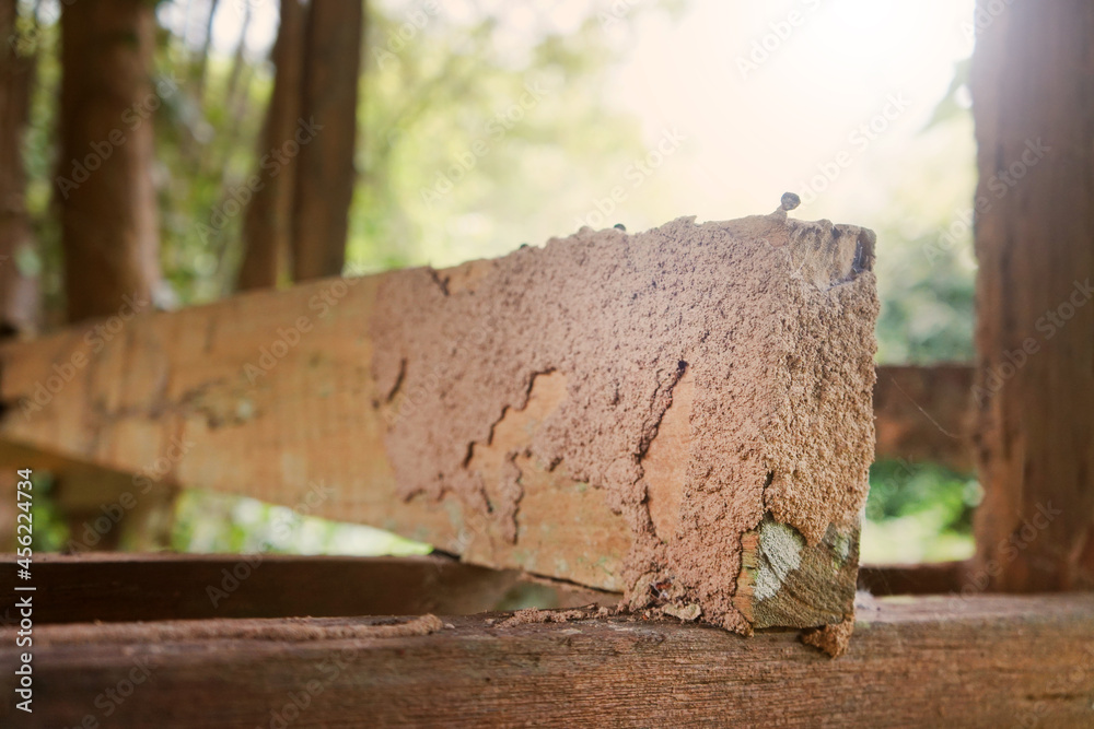 Termite nest on timber batten surface. Termite nest on timber batten surface.