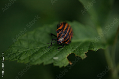 Adult striped shield bug (Graphosoma lineatum) staying on a green leaf in summer, red with wide black longitudinal stripes