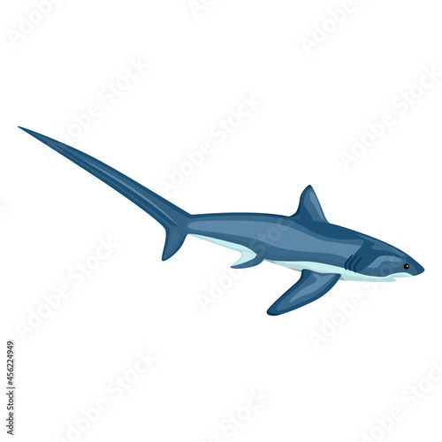 Fotografía Thresher shark isolated on white background
