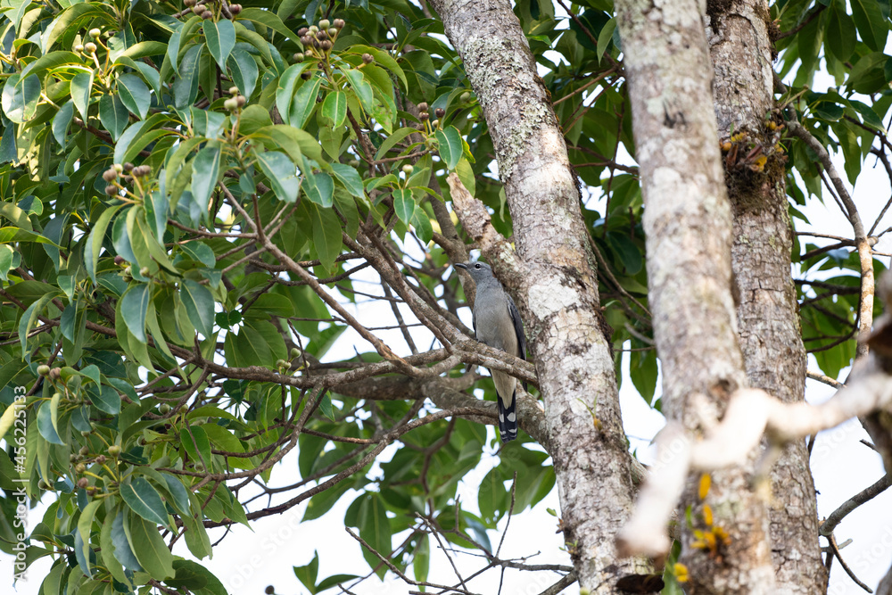 Fototapeta premium Black - winged Cuckoo Shrike