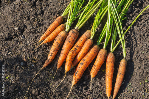 A fresh crop of carrots lies on the soil in the vegetable garden.