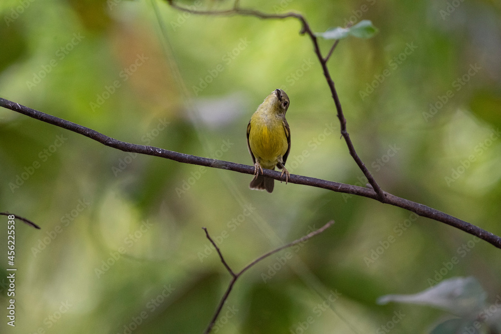 Fototapeta premium Brown - throated Sunbird
