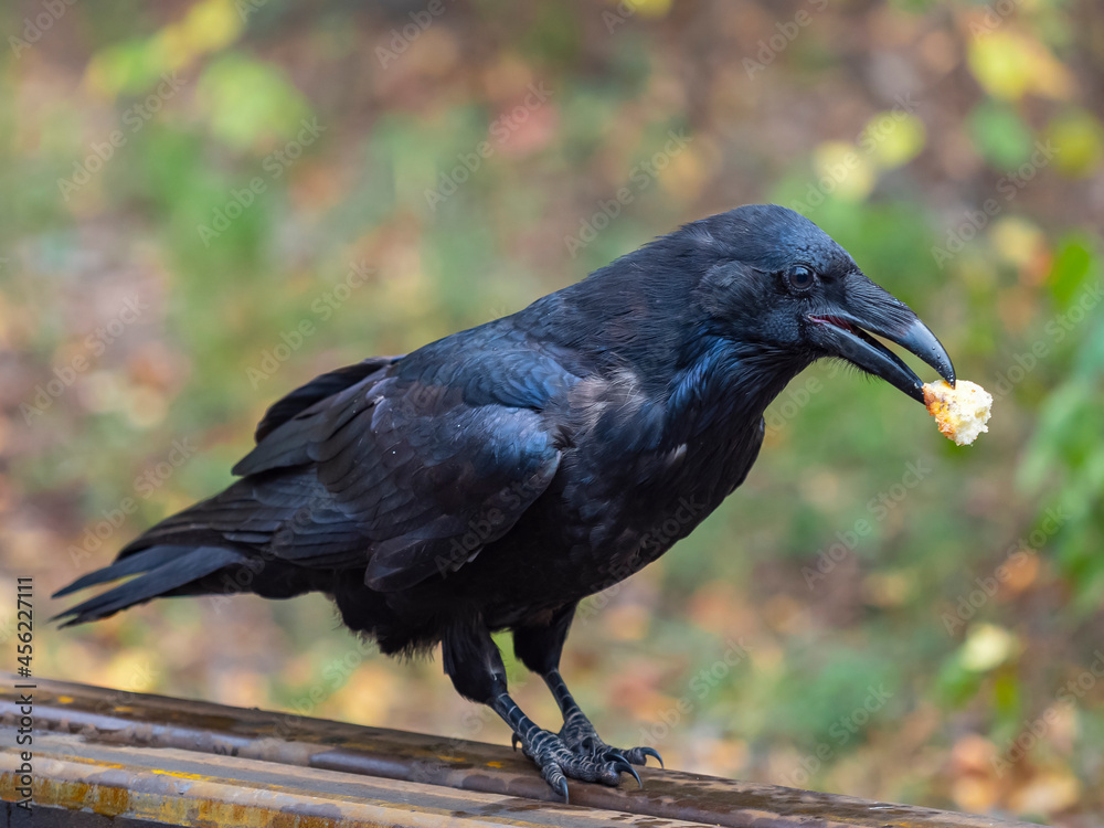 Fototapeta premium The black crow is eating. Close-up photo.