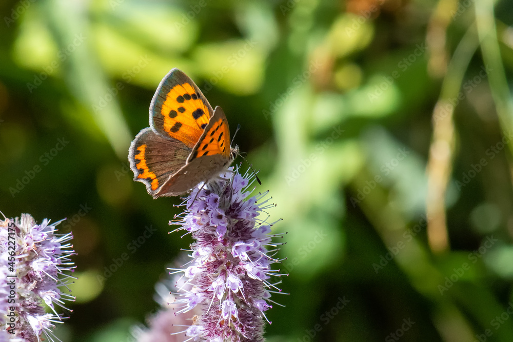 Lycaenidae / Benekli Bakır / / Lycaena phlaeas Lycaenidae / Benekli Bakır / / Lycaena phlaeas