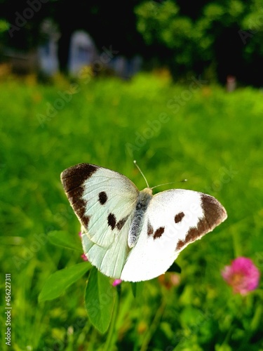 butterfly on a flower