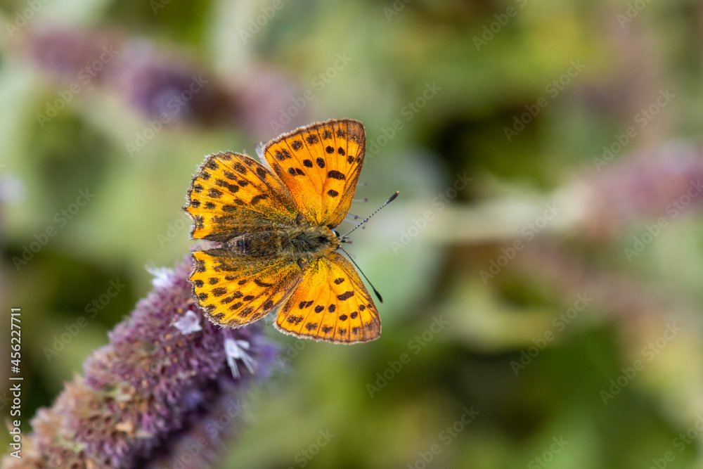 Lycaenidae / Orman Bakırı / / Lycaena virgaureae Lycaenidae / Orman Bakırı / / Lycaena virgaureae
