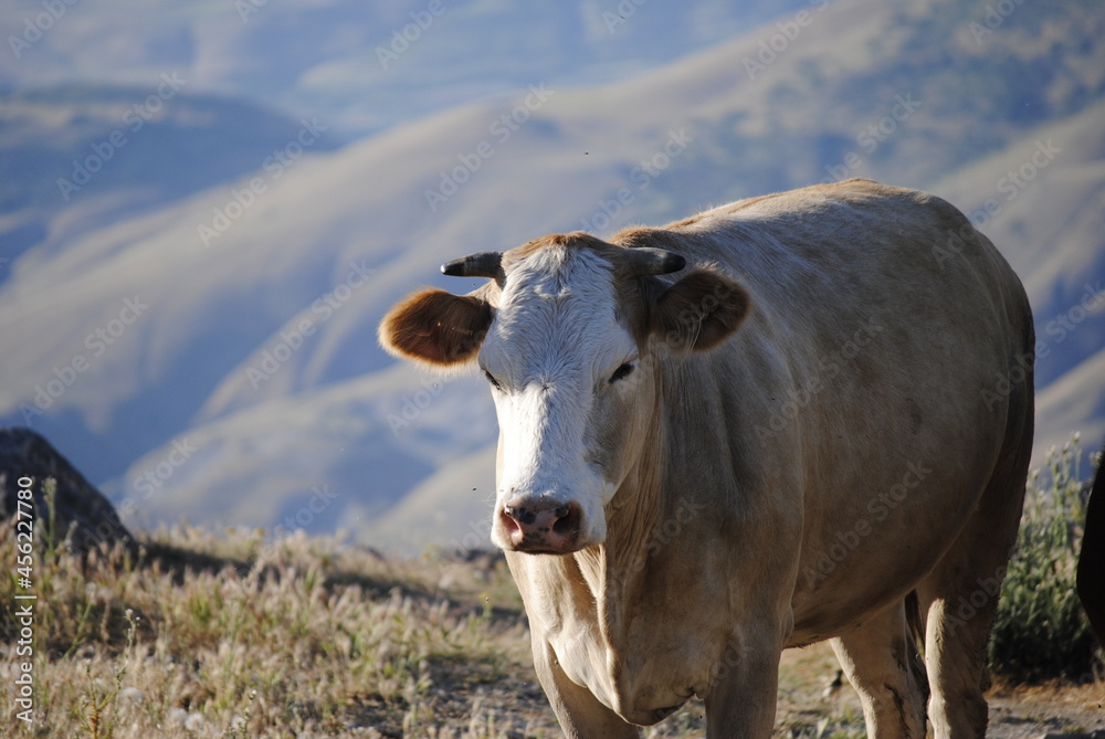 cow in the village