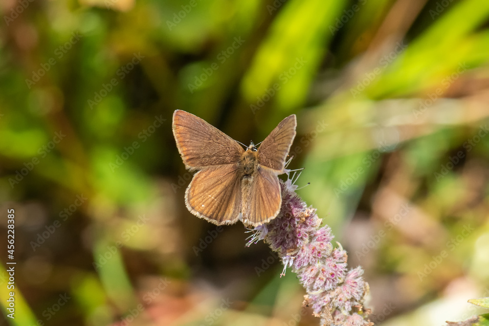 Fototapeta premium Lycaenidae / Ripart`ın Anormal Çokgözlüsü / / Polyommatus ripartii