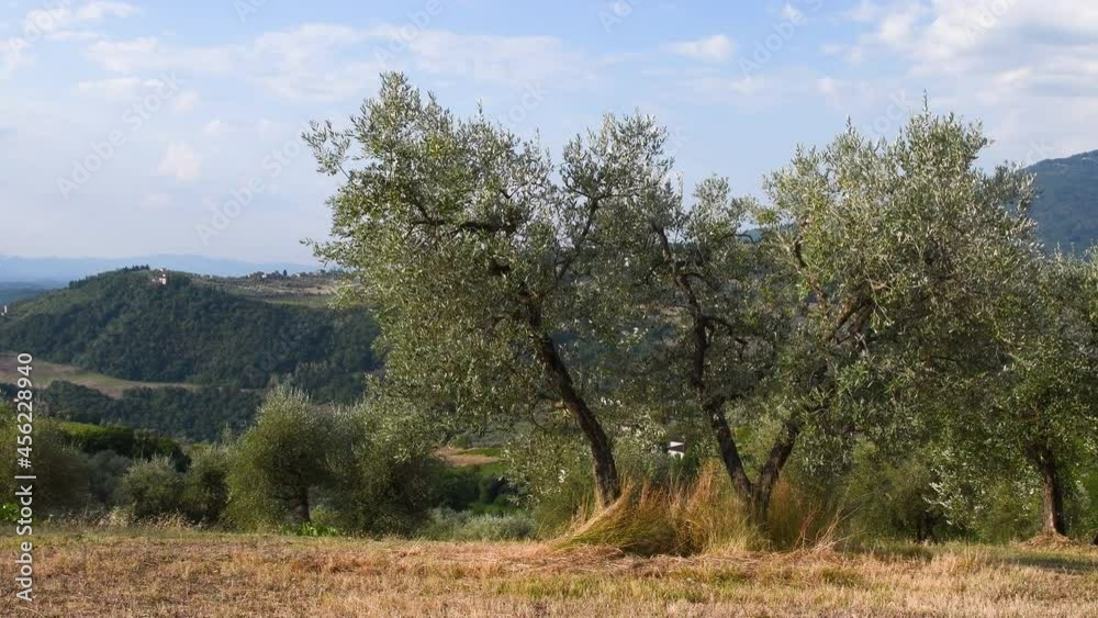 olive trees in the Tuscan countryside near Florence, Italy olive trees in the Tuscan countryside near Florence, Italy