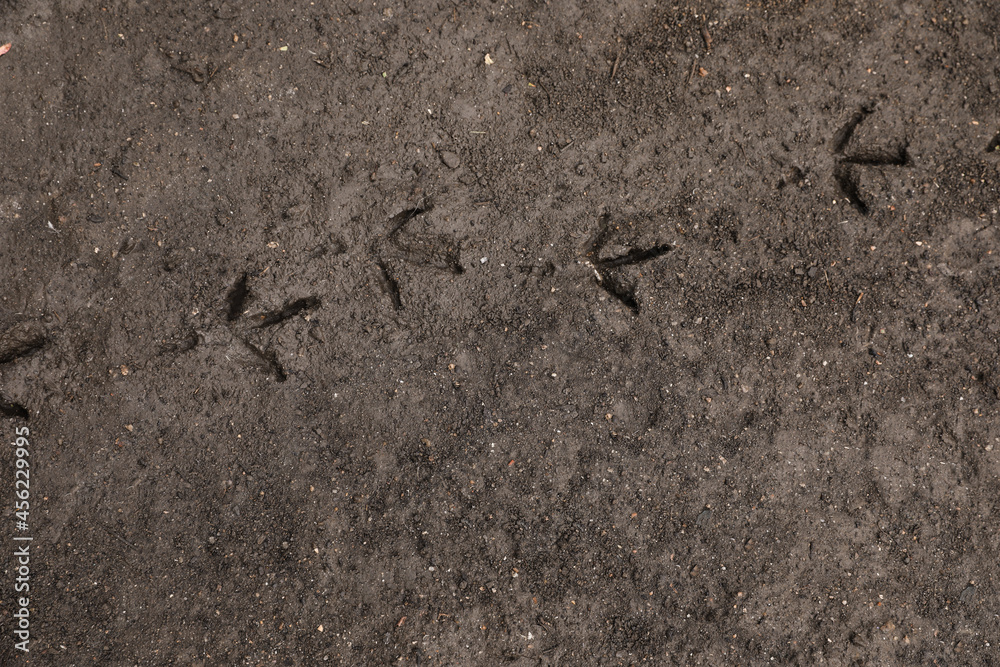 Texture of wet ground surface as background, top view Texture of wet ground surface as background, top view