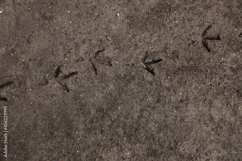 Texture of wet ground surface as background, top view