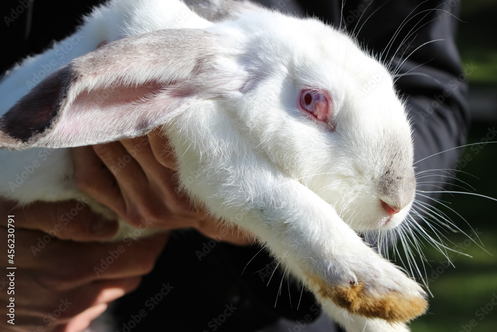 White rabbit's head and front legs (rabbit held in arms) White rabbit's head and front legs (rabbit held in arms)