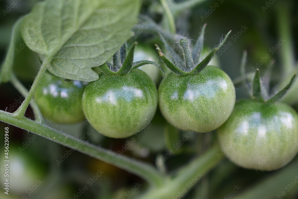 Tomate cherry verde