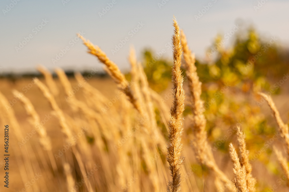 Fototapeta premium golden spikelets of grass, swaying in the wind, under the sun.