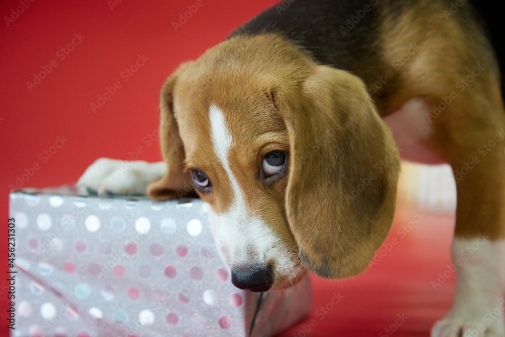Close-up of a beagle puppy on a red background that is gnawing on a beautifully packaged gift. Dog opens a Christmas gift.