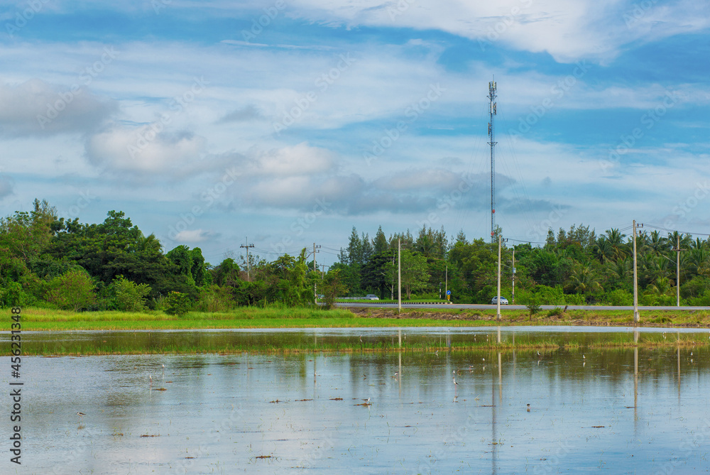 Obraz premium lake in the forest