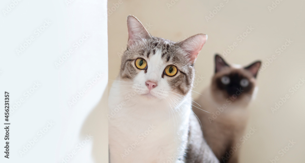 two cats looking at the camera with curiosity